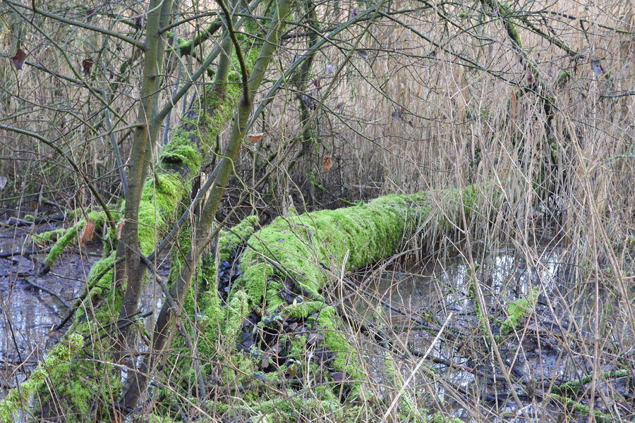 Palus Moerasbos Marsh forest